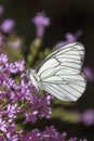 Farfalla dalle ali bianche Royalty Free Stock Photo