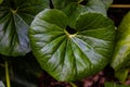 Farfugium, Ligularia, is an Asian genus of bold-textured evergreen hardy perennials glistering in the sunshine