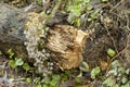 Faries` Bonnets or Fairy Inkcap Royalty Free Stock Photo