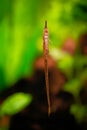 Farlowella acus, Common needle catfish suckermouth freshwater algae cleaner fish, Ornamental fish in a natural, natural aquarium