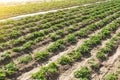 Farm agricultural field of plantation of young Riviera variety potato bushes. Agroindustry and agribusiness. Agriculture, growing