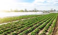 Farm agricultural field of plantation of young Riviera variety potato bushes. Agroindustry and agribusiness. Agriculture, growing