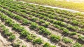 Farm agricultural field of plantation of young Riviera variety potato bushes. Agroindustry and agribusiness. Cultivation and care