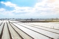 Farm agricultural fields covered with white spunbond agrofibre plastic fiber. Adaptation to unstable climate and increasing