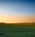 Farm, agriculture and landscape in the countryside at sunset, nature or outdoor in Italy. Land, field and green plants Royalty Free Stock Photo
