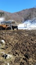 Farm in Alps mountains with cute cows