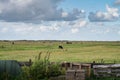 Farm on Ameland, beautiful Dutch landscape, cows are in the meadow Royalty Free Stock Photo