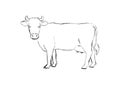 Farm animal. Cow sketch. Hand drawn. Black and white vector illustration isolated on white background
