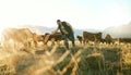 Farm animal, cows and cattle farmer outdoor in countryside to care, feed and raise animals on grass field for Royalty Free Stock Photo