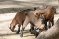 Farm animal domestic mammal goat, milk