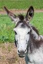 Donkey portrait