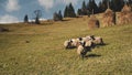 Farm animal eat grass at mountain pasture aerial. Rural nature landscape. Funny sheeps, lambs Royalty Free Stock Photo