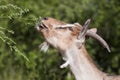 Farm animal - funny goat eating plant