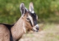 Farm animal - funny goat head Royalty Free Stock Photo