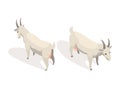 Farm animal isometric. Domestic animal in 3d flat back and front view. Cute game character of goat. Vector icon