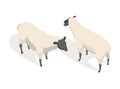 Farm animal isometric. Domestic animal in 3d flat back and front view. Cute game character of sheep. Vector icon