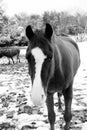Blaze face quarter horse in black and white during winter snow