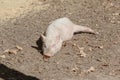 Farm animal piglet young domestic,  pig cute Royalty Free Stock Photo