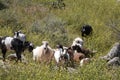 Farm Animal Series - Domestic goat - LaMancha Milk Goat - Capra hircus Royalty Free Stock Photo