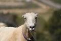 Farm Animal Series - Domestic goat - LaMancha Milk Goat - Capra hircus Royalty Free Stock Photo