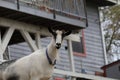 Farm Animal Series - Milk Goat Breeds - Toggenburg breed Royalty Free Stock Photo