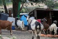 Farm Animal Series - Milk Goat Breeds - Toggenburg breed Royalty Free Stock Photo