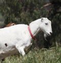 Farm Animal Series - Milk Goats - LaMancha - Capra hircus