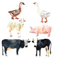 Farm animal set drawing in watercolor. Cow, duck, goat, pig. Royalty Free Stock Photo