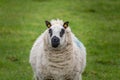 Farm animal - sheep portrait. Farmland View of a Woolly Sheep in a Green Field Royalty Free Stock Photo