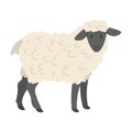 Farm animal - sheep