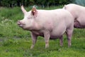 Beautiful young sow pig posing on summer pasture Royalty Free Stock Photo