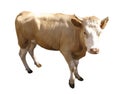 Farm animal - Side view of cow, 5 years old, standing