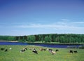 Farm Animals - herd of cattle crowd in Pasture