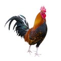 Farm animals bird rooster and chicken isolated on white background.Chicken isolated on a white background Royalty Free Stock Photo