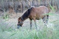 Farm animals. Brown Horse grazing in the field
