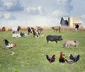 Farm Animals collage Royalty Free Stock Photo