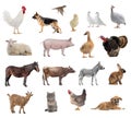 Farm animals collage isolated on white background Royalty Free Stock Photo