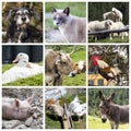 Farm animals collage Royalty Free Stock Photo