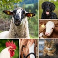 Farm animals - Collage Royalty Free Stock Photo