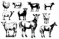 Farm animals collection illustration drawing style, sketch. Royalty Free Stock Photo