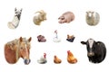 Farm animals collection isolated on white Royalty Free Stock Photo