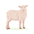 Farm animals concept. Detailed flat vector design of young lamb, side view. Sheep with beige wool coat. Domestic animal Royalty Free Stock Photo