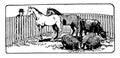 Farm Animals in Corral, vintage illustration