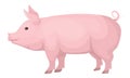Farm animals. Cute, funny, pink domestic pig, medium size.
