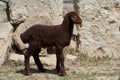 Farm animals, cute little lambs. Livestock, sheep on green meadow Royalty Free Stock Photo