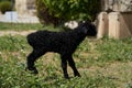 Farm animals, cute little lambs. Livestock, sheep on green meadow Royalty Free Stock Photo