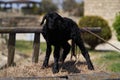 Farm animals, cute little lambs. Livestock, sheep on green meadow Royalty Free Stock Photo