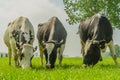 Farm Animals - Dairy Cattle Royalty Free Stock Photo