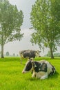 Farm Animals - Dairy Cattle Royalty Free Stock Photo