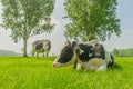 Farm Animals - Dairy Cattle